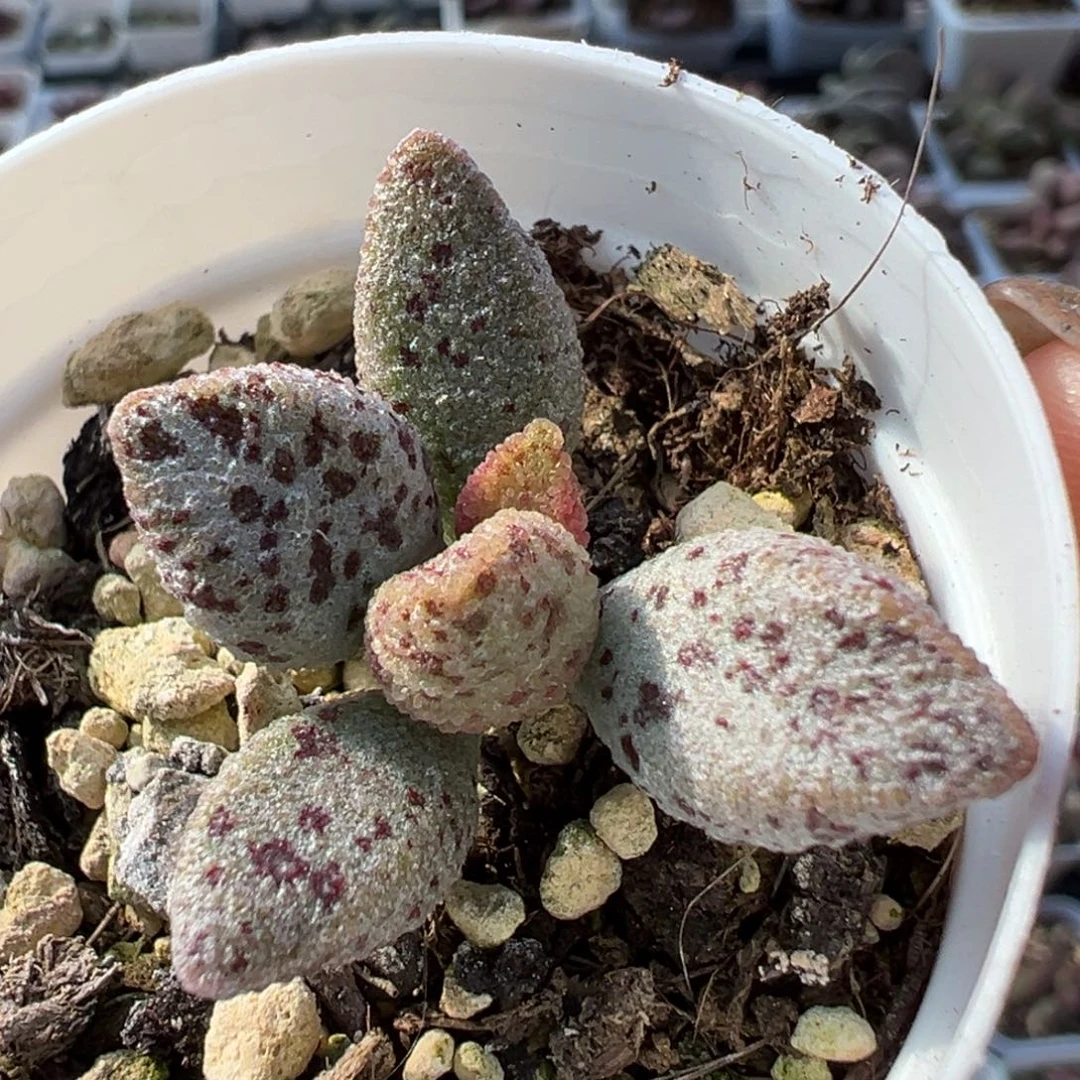 冰晶蛇皮暗黑系多肉植物