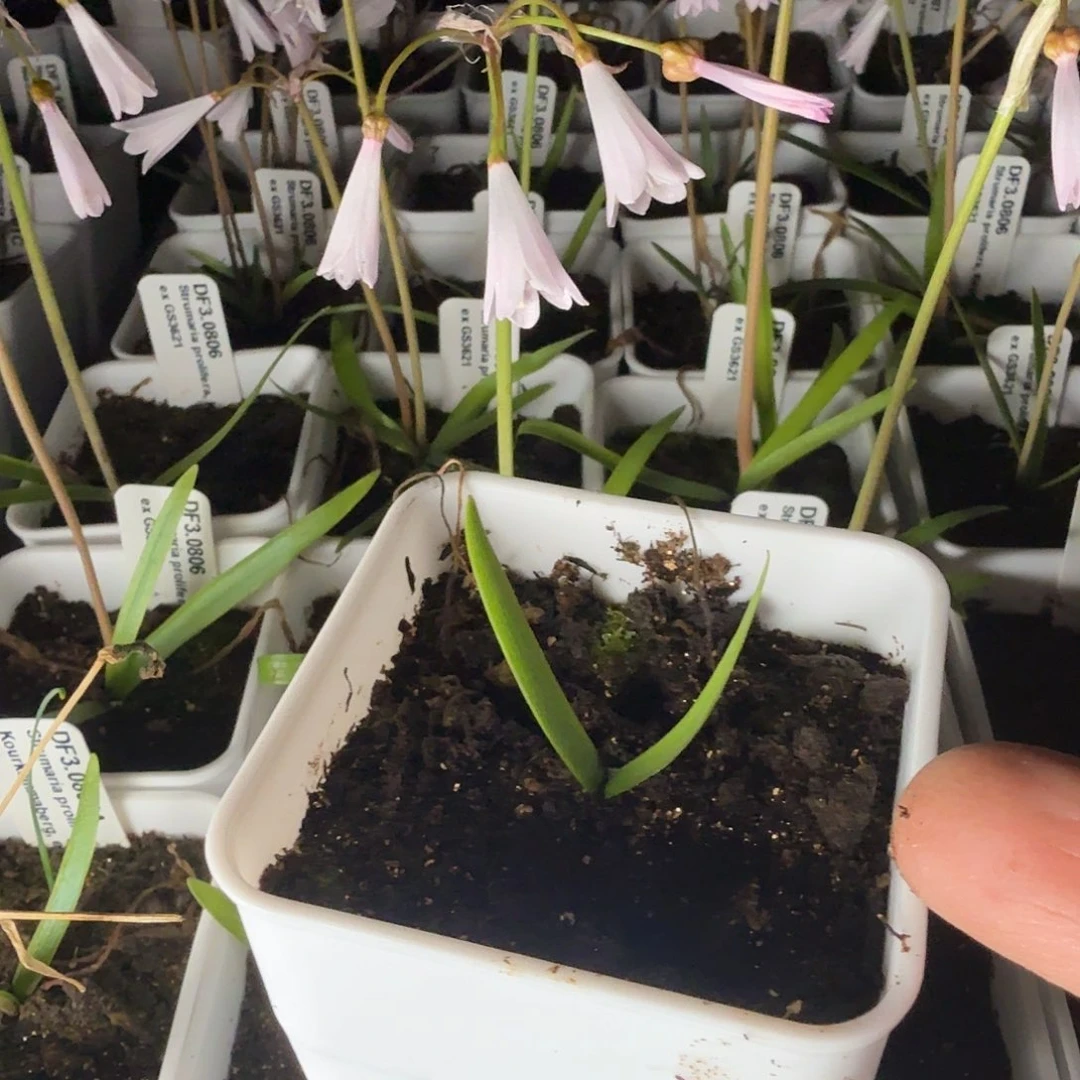 多裂柔石蒜一盆带盆