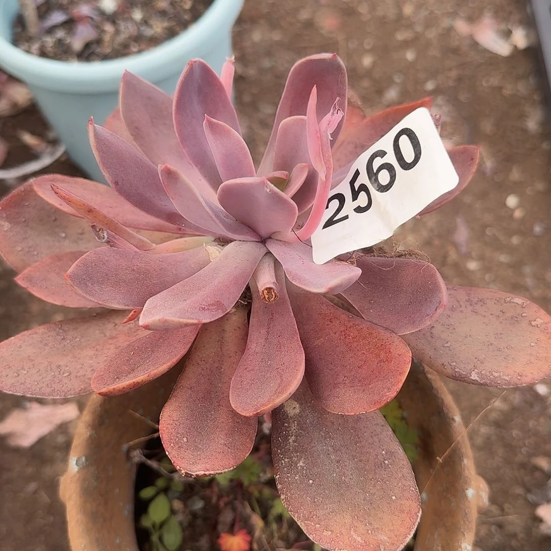 ?***?31646464344343434334