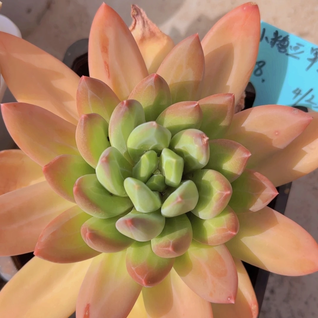 小糖豆姐姐说多肉植物