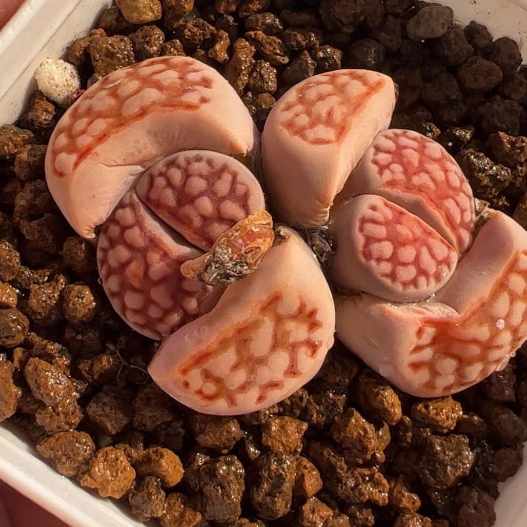 022多肉植物组合