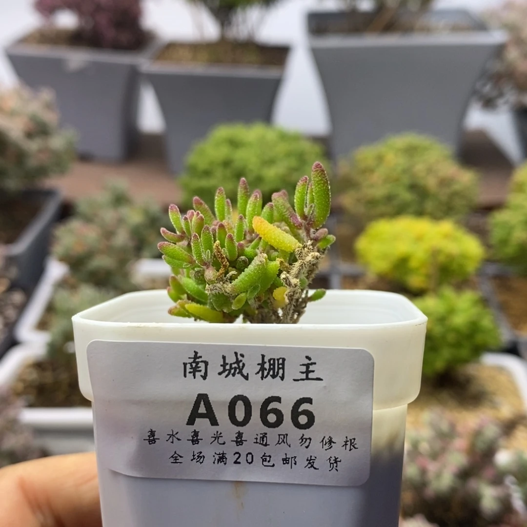 066红麒麟枝干番杏