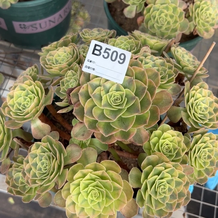 509雨荷25厘米左右