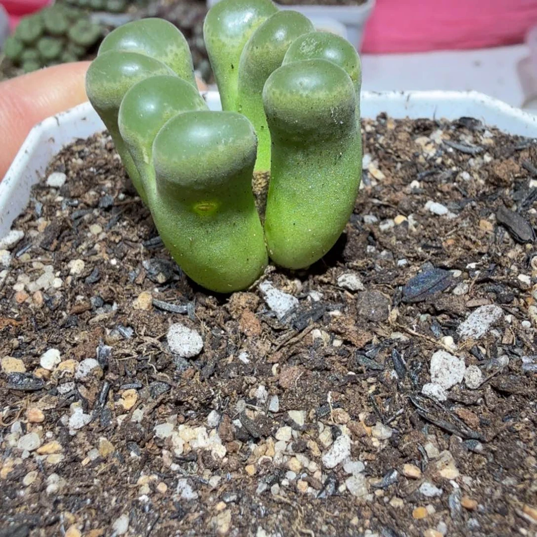 多肉植物多肉植物多肉植物
