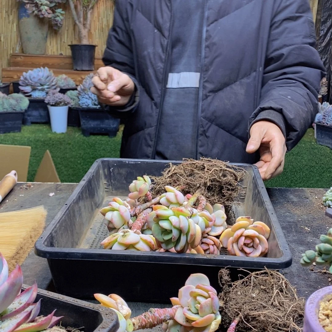 湿****露H65号白月光三颗