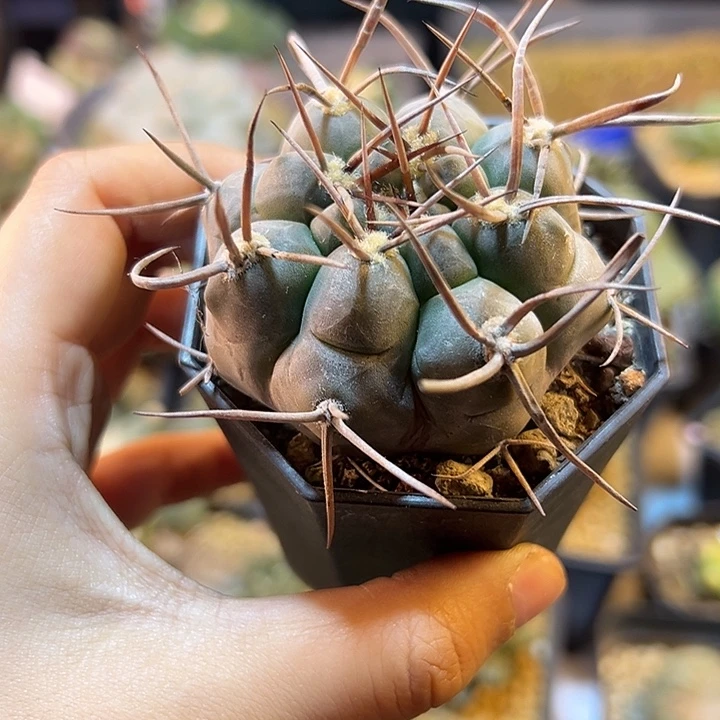 86号实生守金摩天龙含刺8.5公分