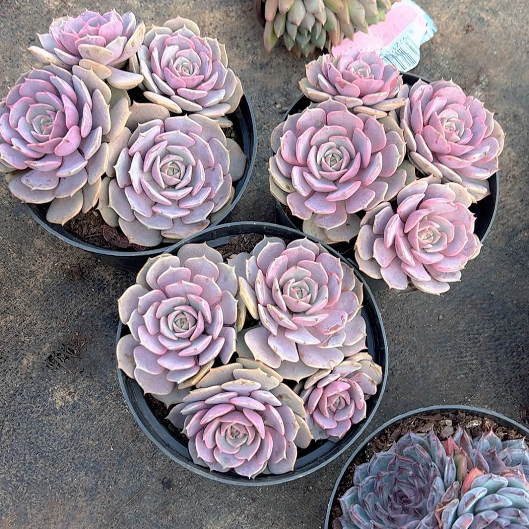 粉蝶多头群生老桩特价