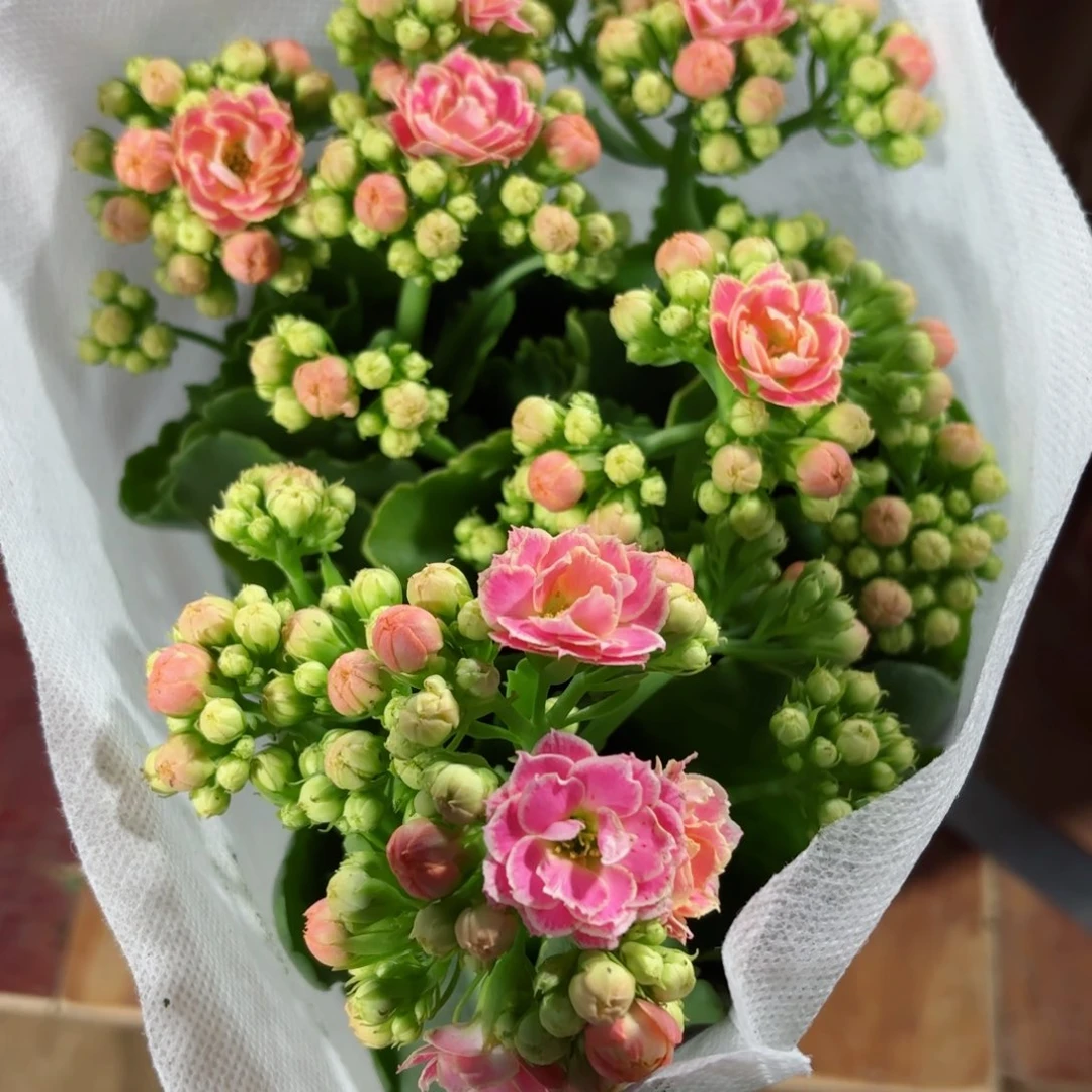 A338大彩蝶长寿花一颗