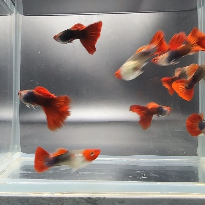 孔雀鱼深海蓝特价5对