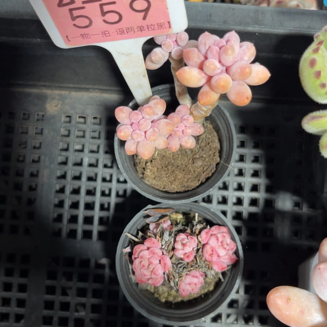 云尘多肉一物一拍559