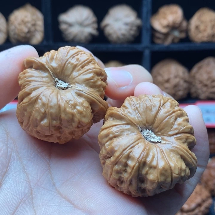 王***/龙脊菩提吊坠南瓜墩39尺全品
