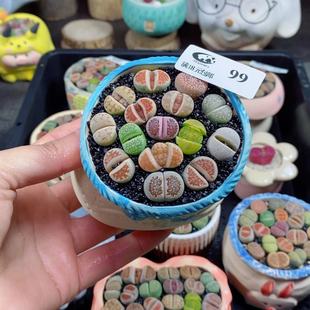 精品生石花拼盆99