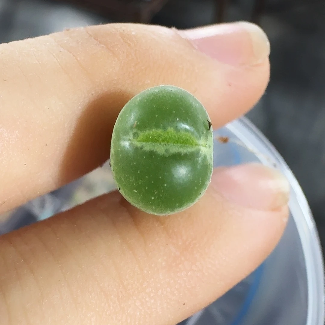 大***胖多肉植物福利风铃19