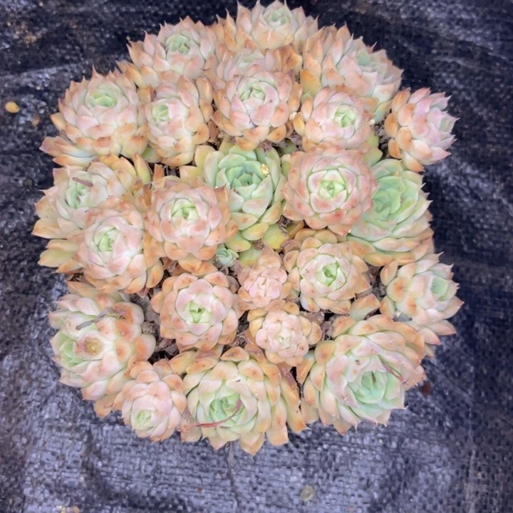 无花朵?****?友家多肉一物一拍