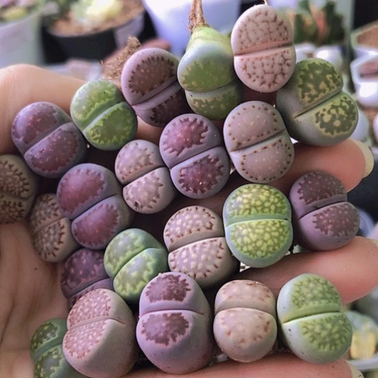 无花朵0877，1.6厘米左右个别老皮微瑕