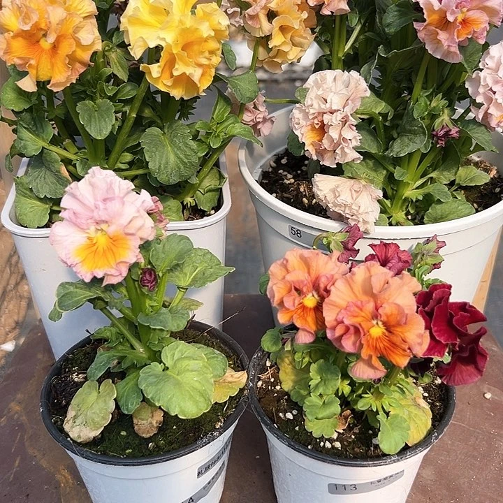 木抖音直播闪拍113/114