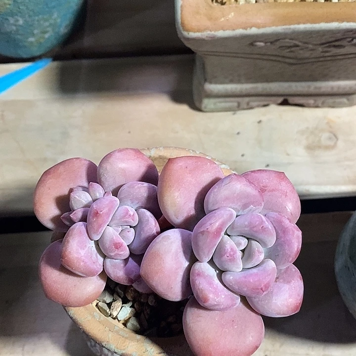 胭脂精品多肉老桩奥普002
