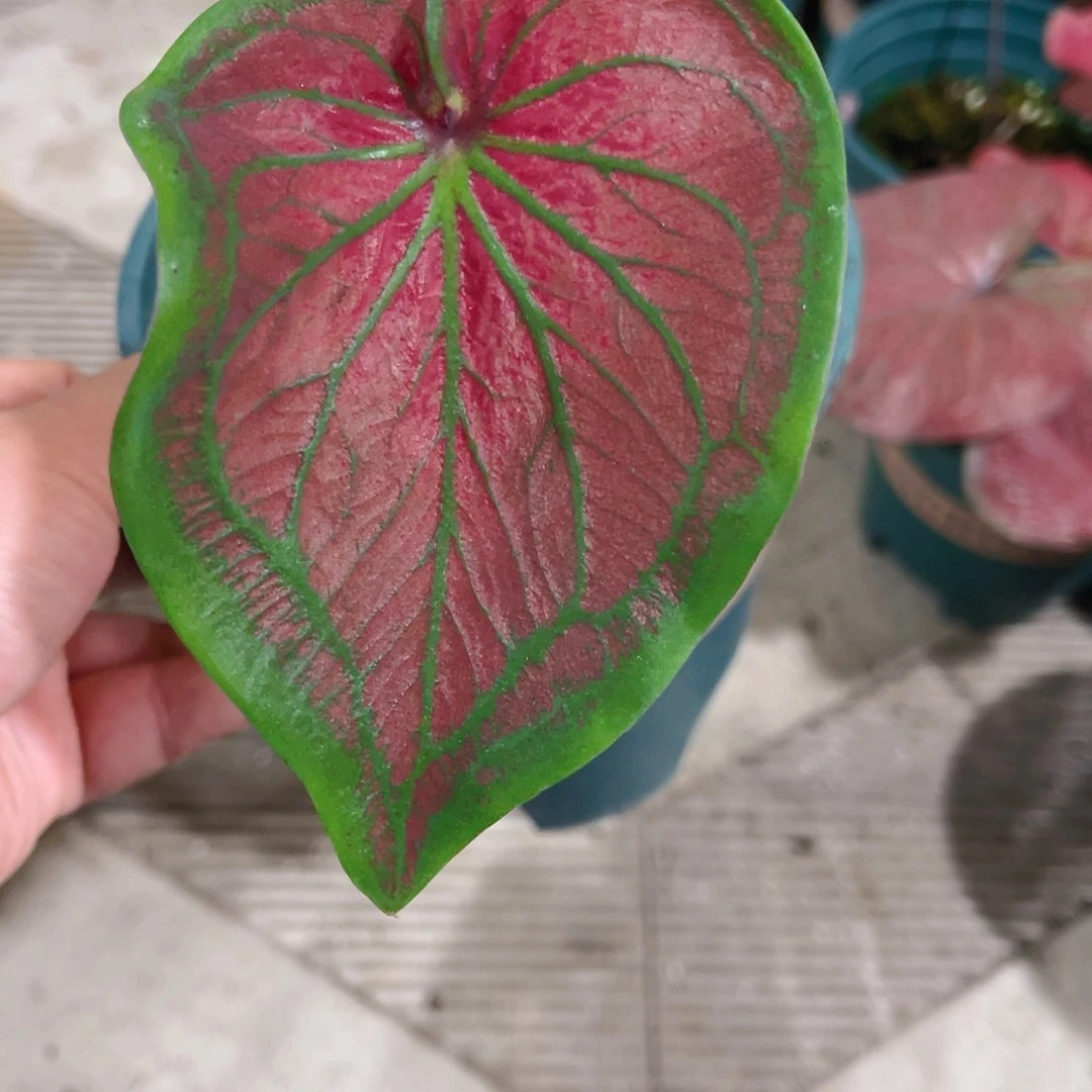 完全开放太*说1731泰彩