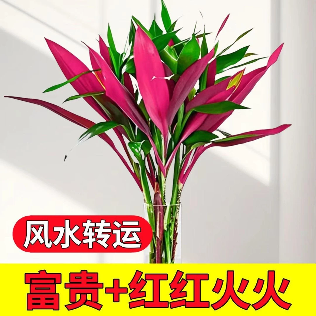 【鸿运当头】富贵竹鸿运竹水培细枝绿竹办公室办公桌客厅护眼绿色