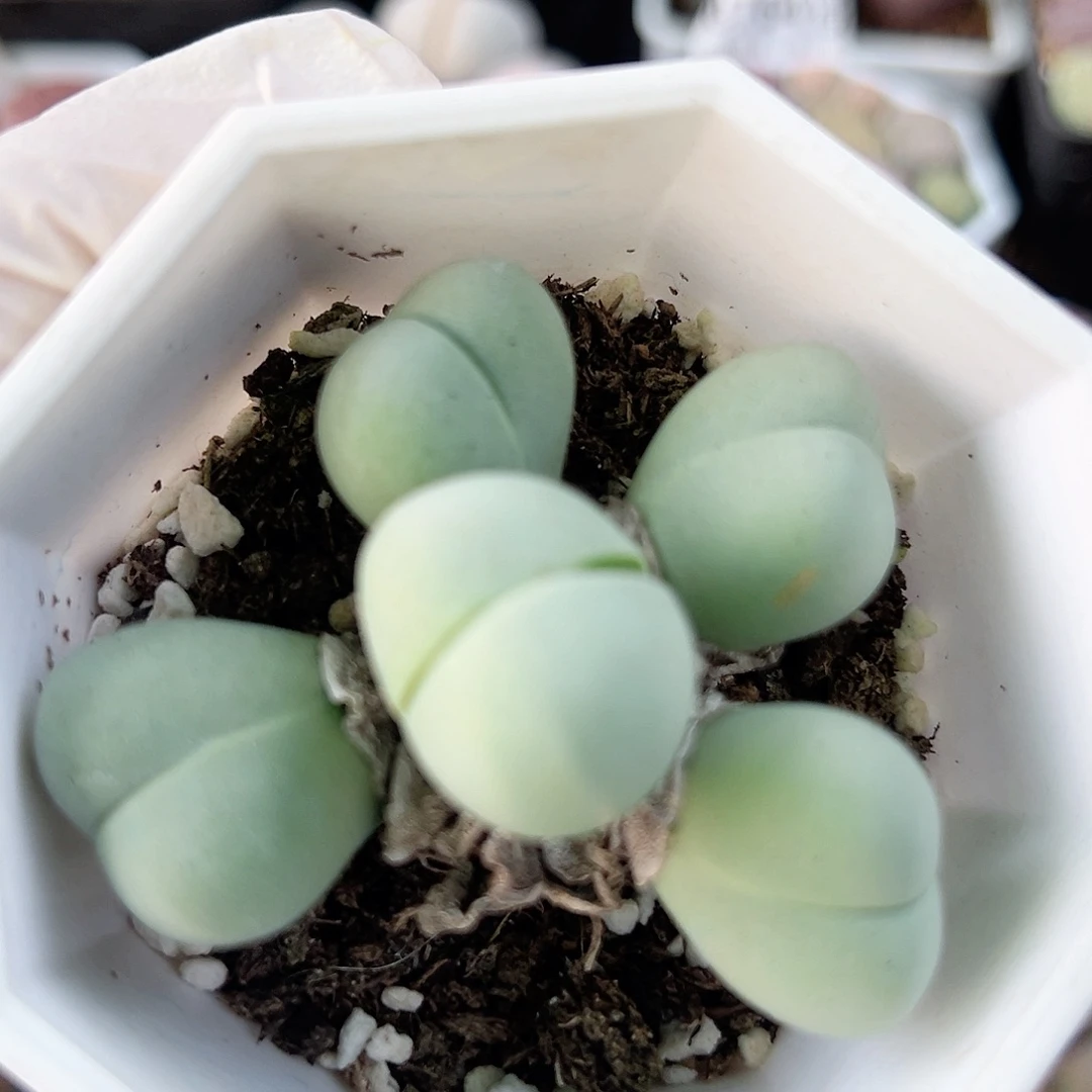 1000 好养易活生石花大母本