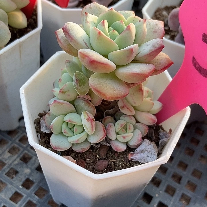 多肉植物香草3多肉