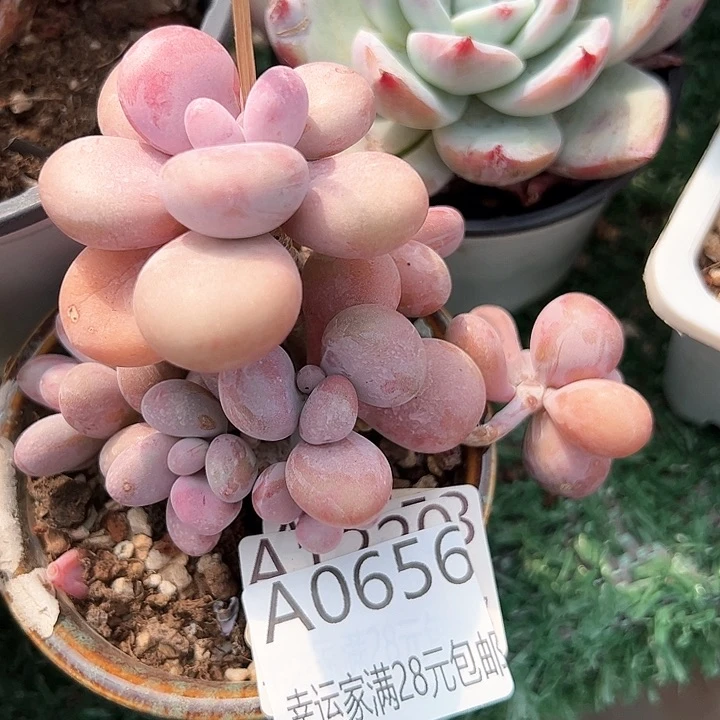 幸运的是我的朋友们