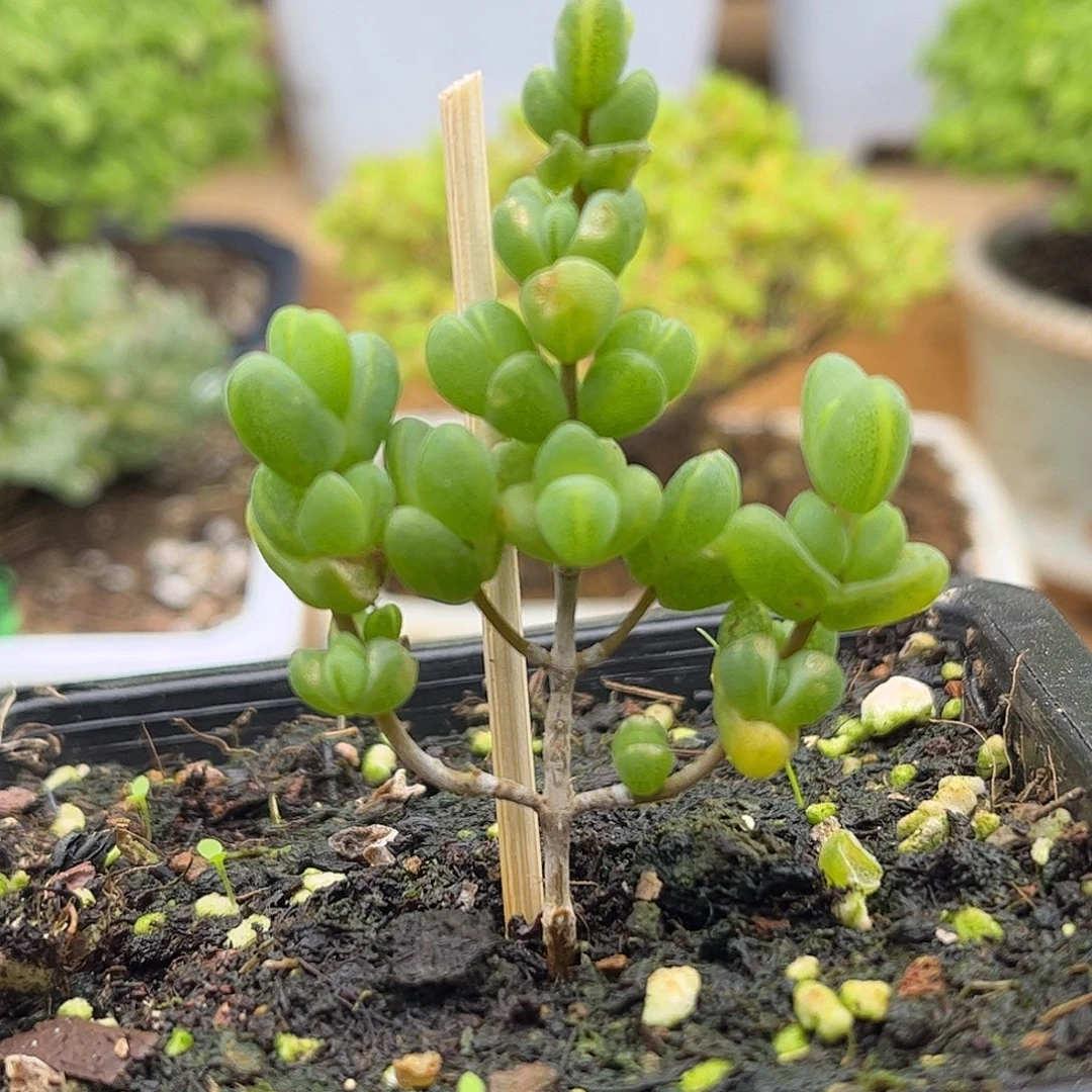 ****！昕宝元宝枝干番杏