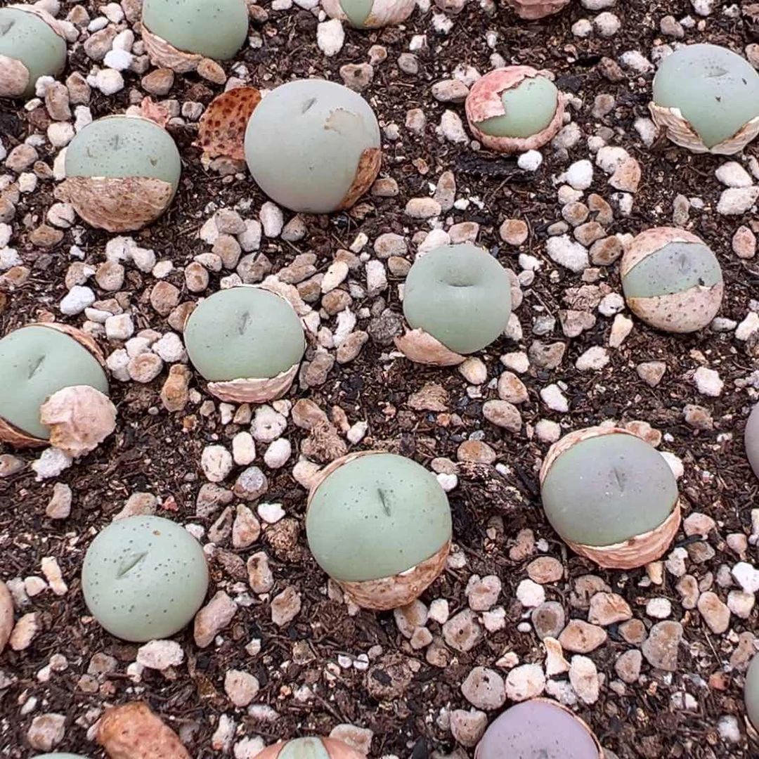 量拍小拳拳一颗。多肉