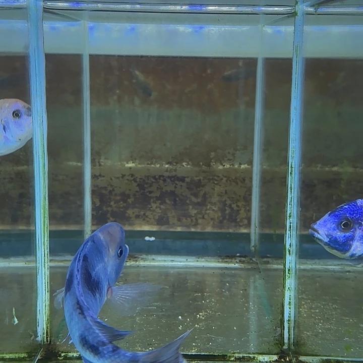 用***5海水鱼85号1111111111