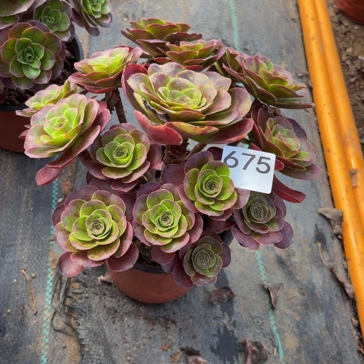 魅金玫瑰多肉植物不包损675