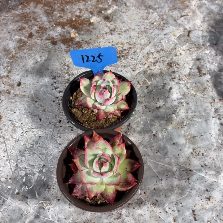 1225惊鸿红红火火好
