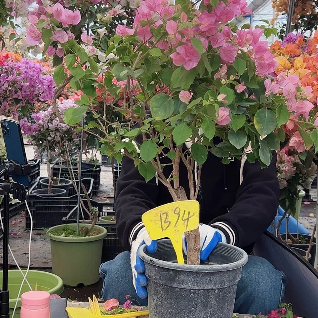 牛***？大部分花苞少量开放B93红粉佳人