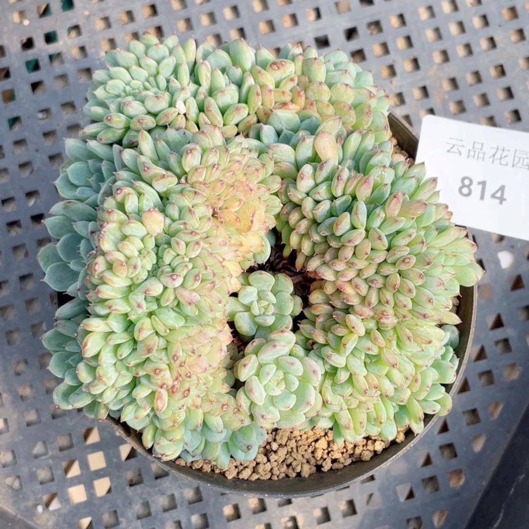 814号糖心冰心珍妮 哈尼缀