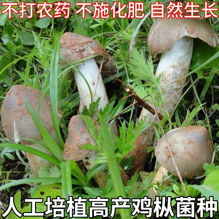 野生鸡枞菌新鲜菌种家种高产人工野生三塔菌荔枝菌菌种包人工种植
