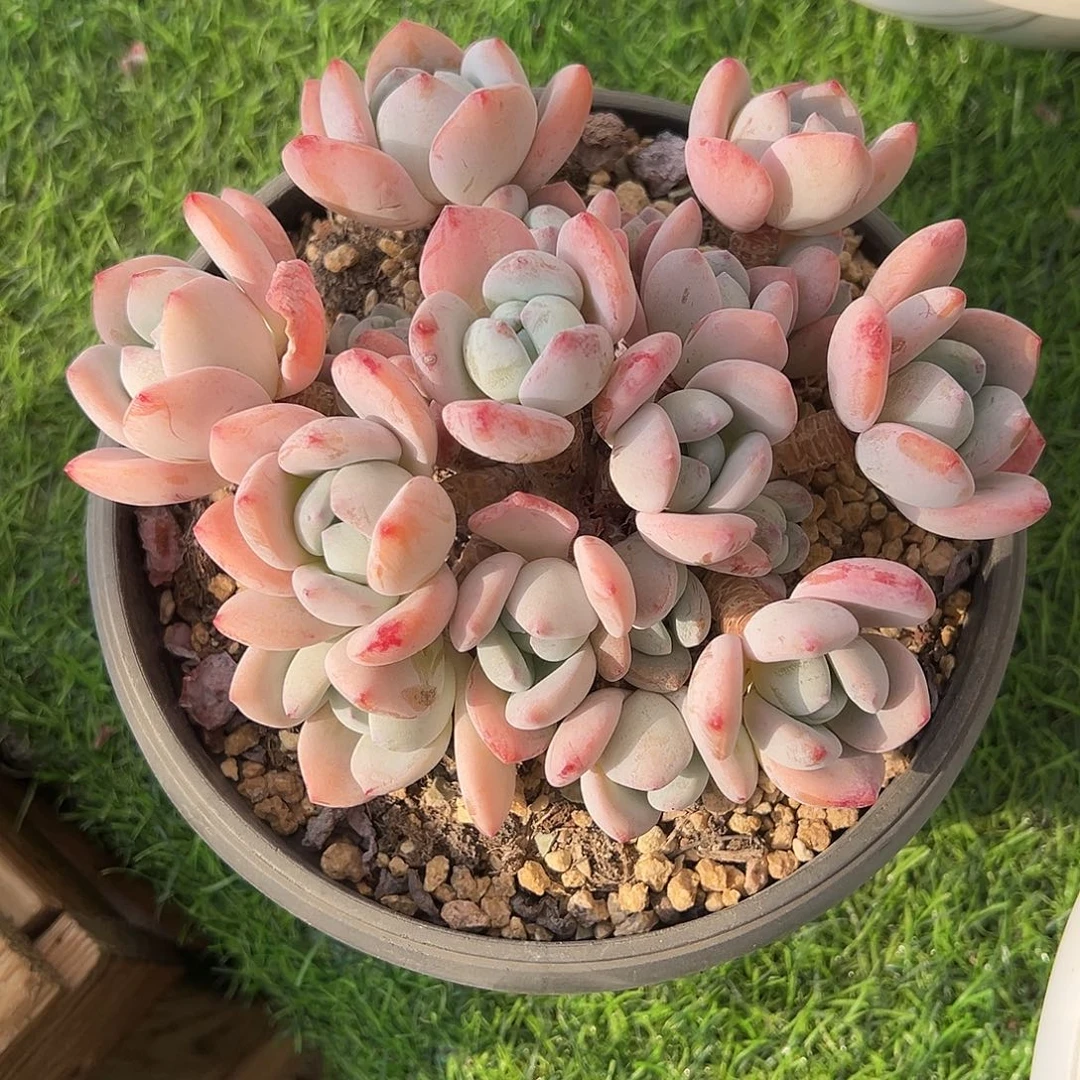 冷香自然群，一物一拍