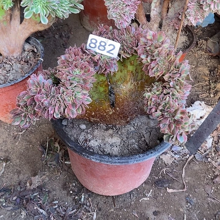 882红袖缀化老板子