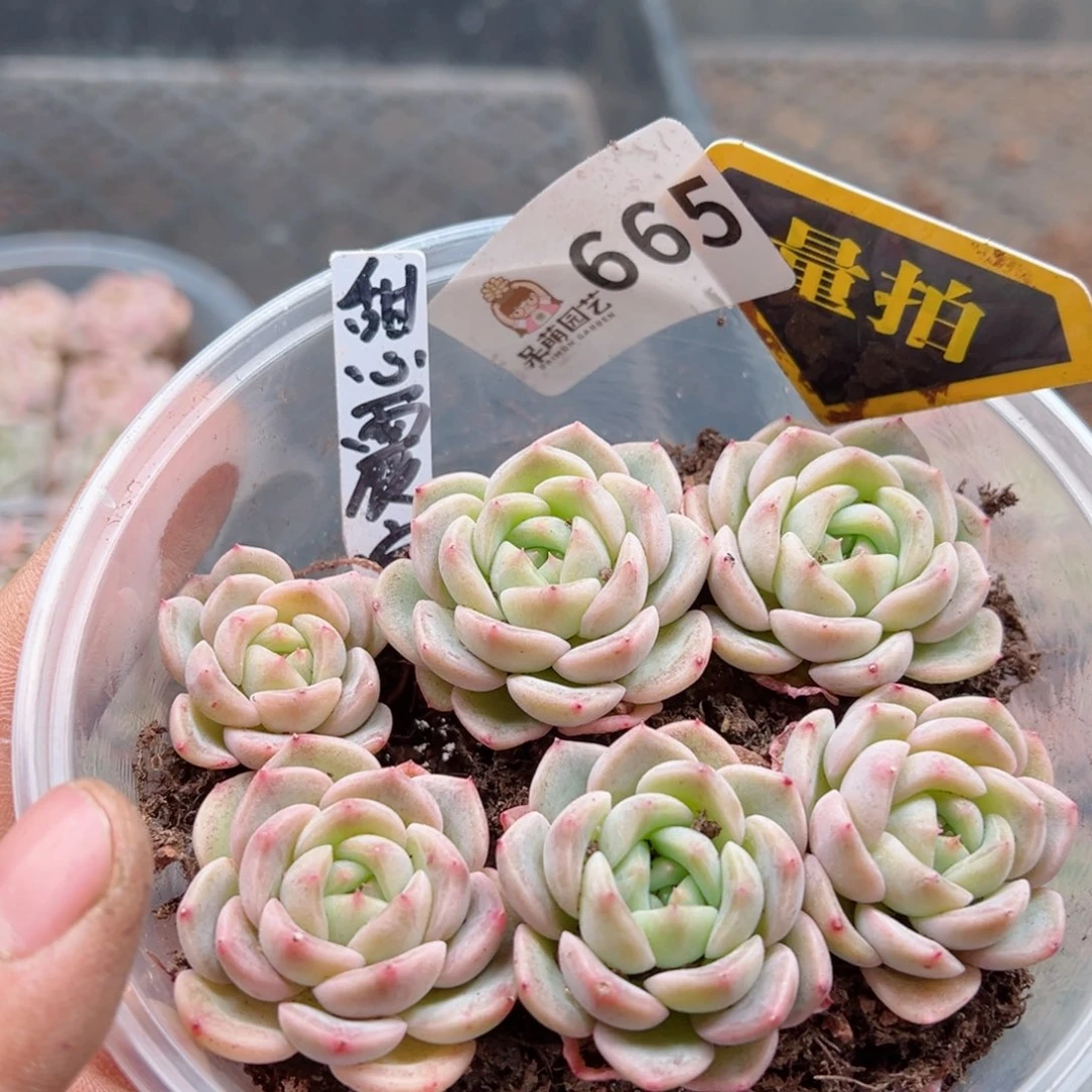 多肉植物多肉植物