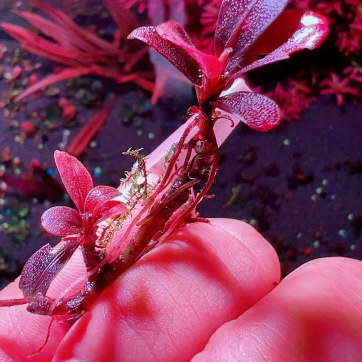 福利4福利价植物一头