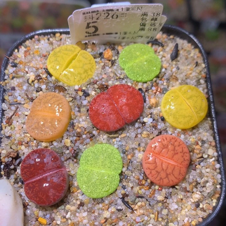 精品生石花226.5