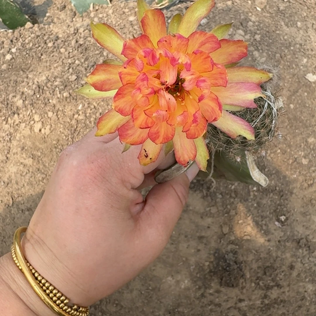 244嫁接荷花脱土发货掰花瘦