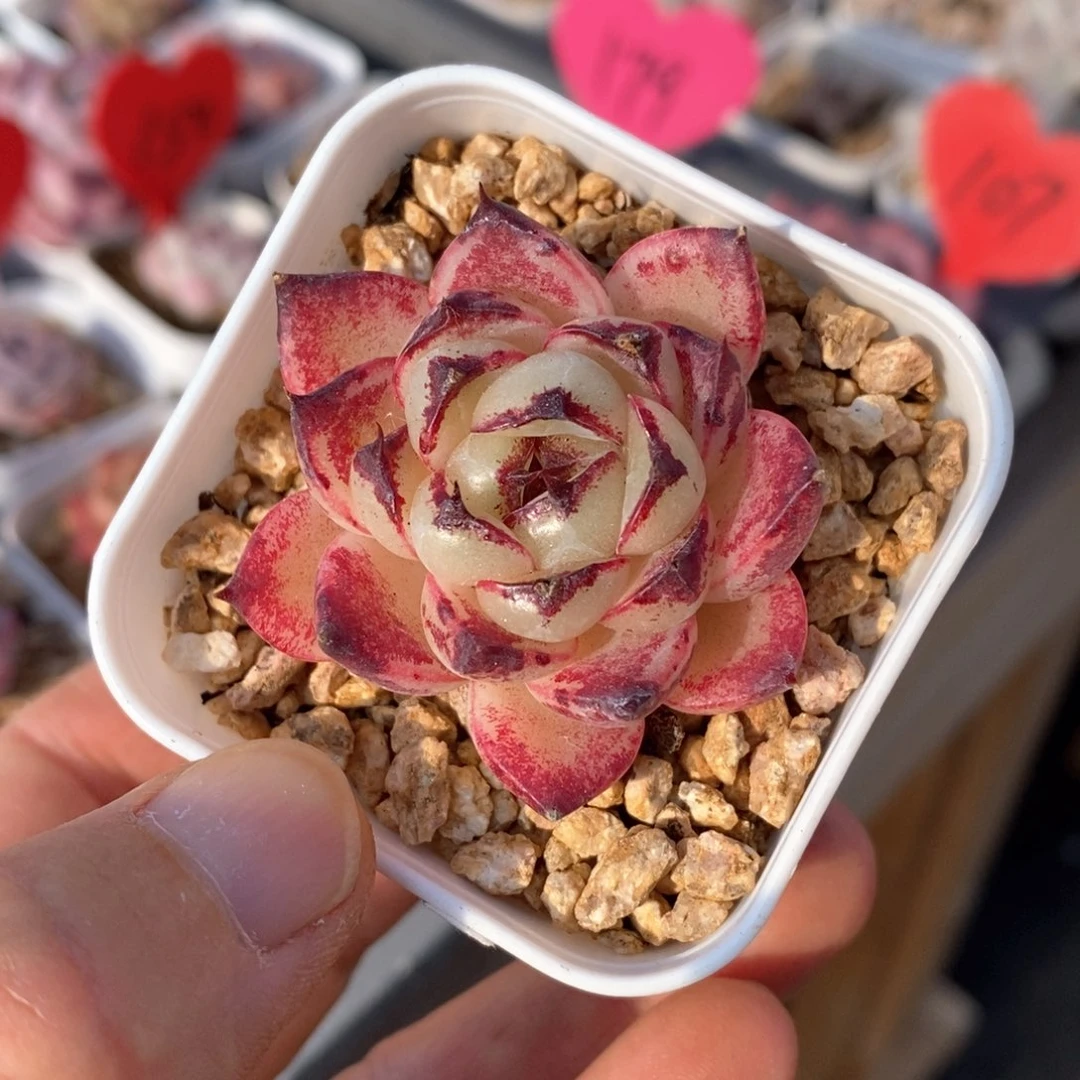 精品多肉一物一拍129