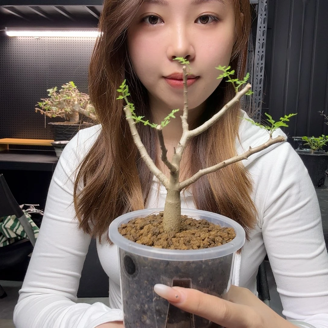 皮皮虾裂榄带盆土