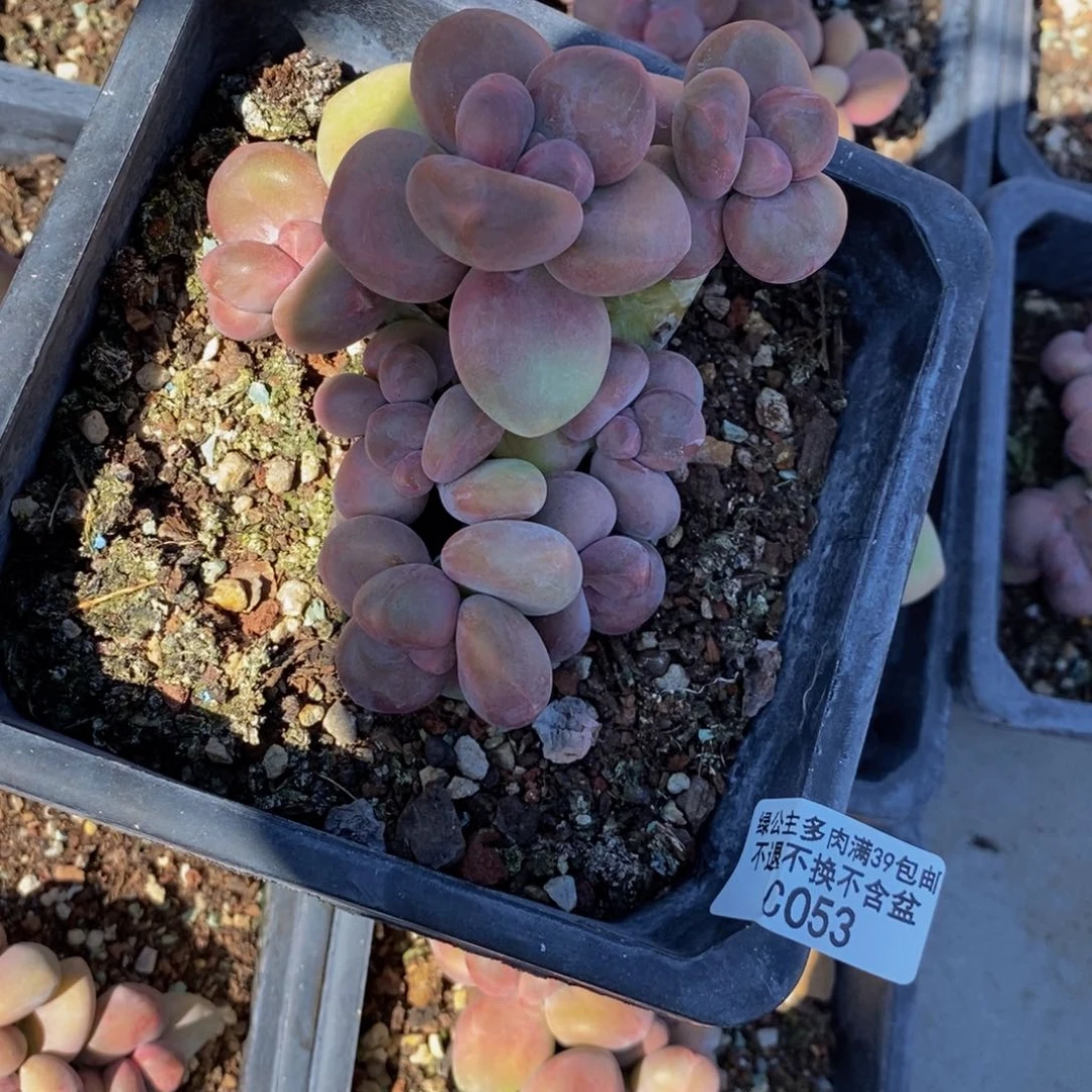 芒果奶酪金蟾Kk奶053/8c m