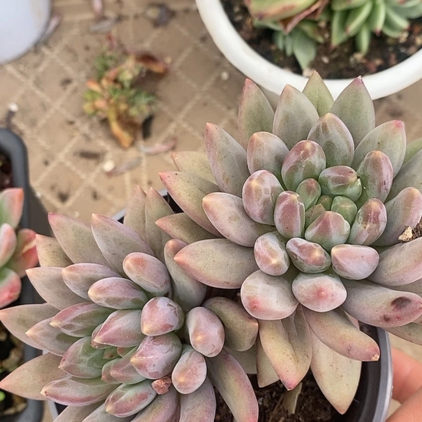 【闪购商品】水晶球2783