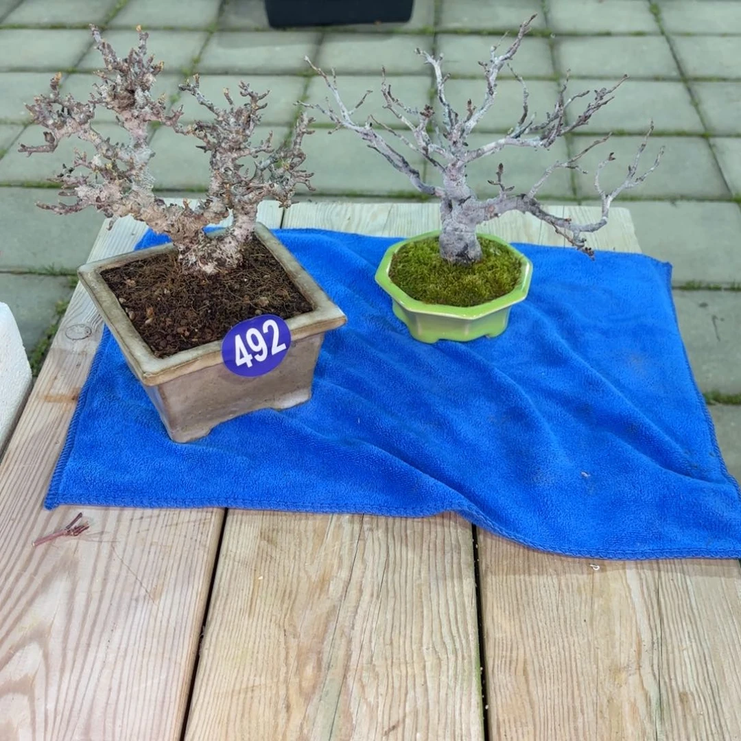 Q***G全场盆景492两颗包邮