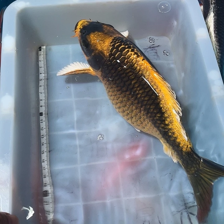 蝴蝶鲤鱼渔场直发106