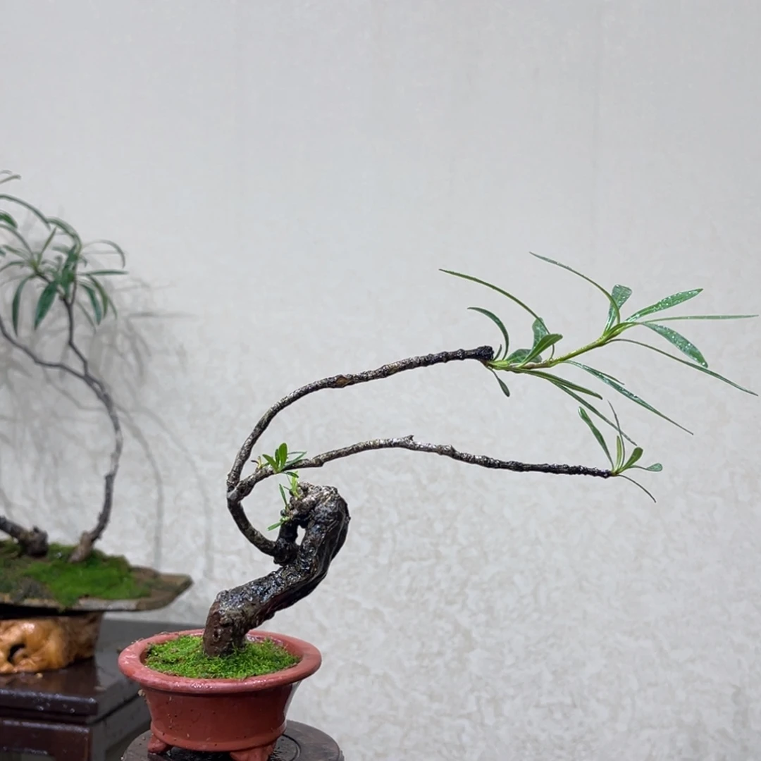 老***。无花朵5585858999999