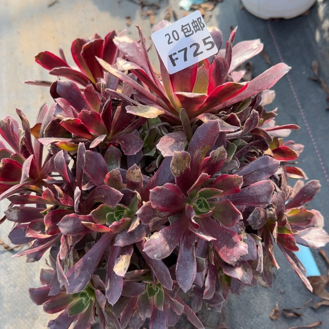 725赤霞飞，满20包邮