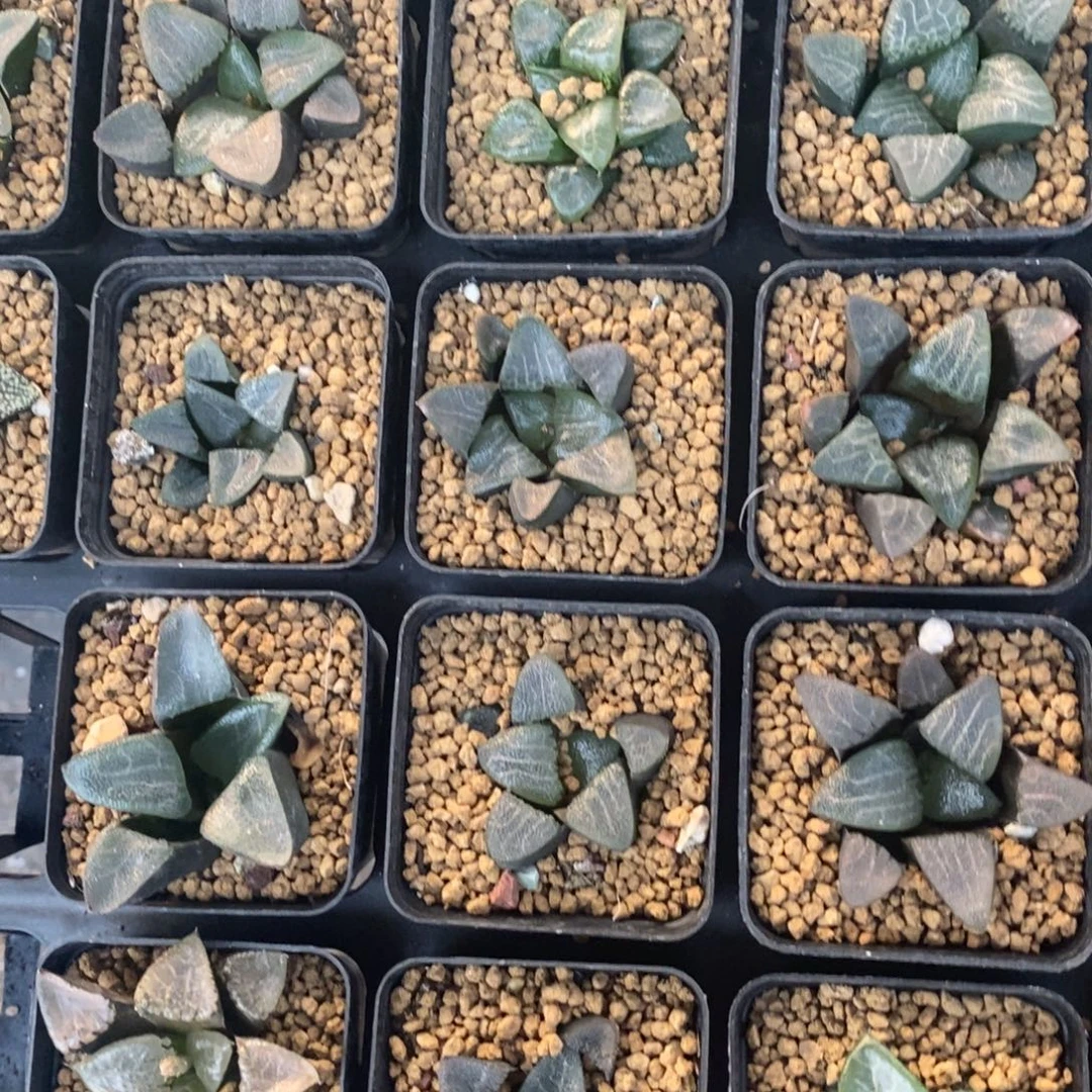 1612 一颗实生克苗 高货