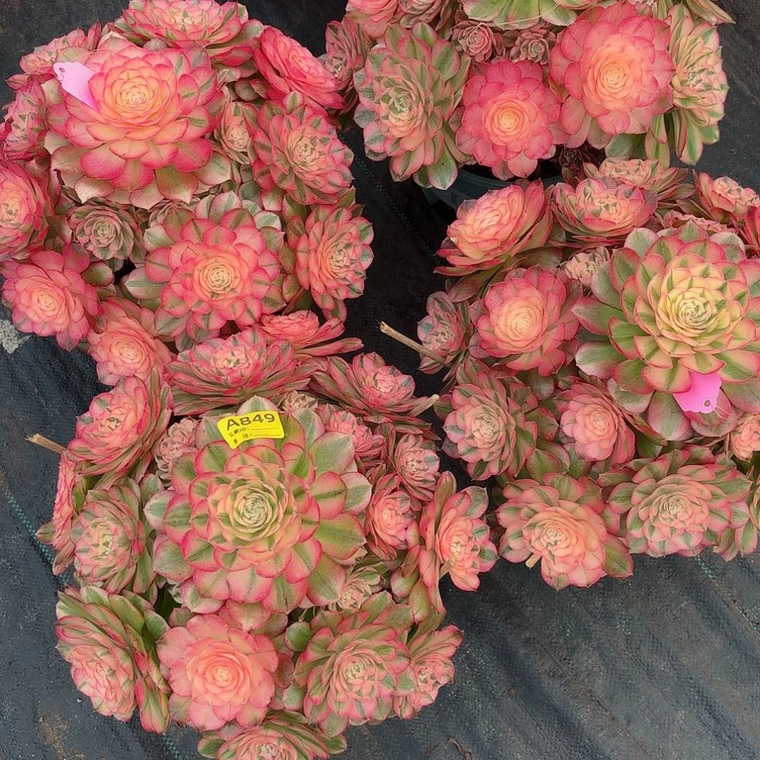 单****爹倾城法师多肉植物849
